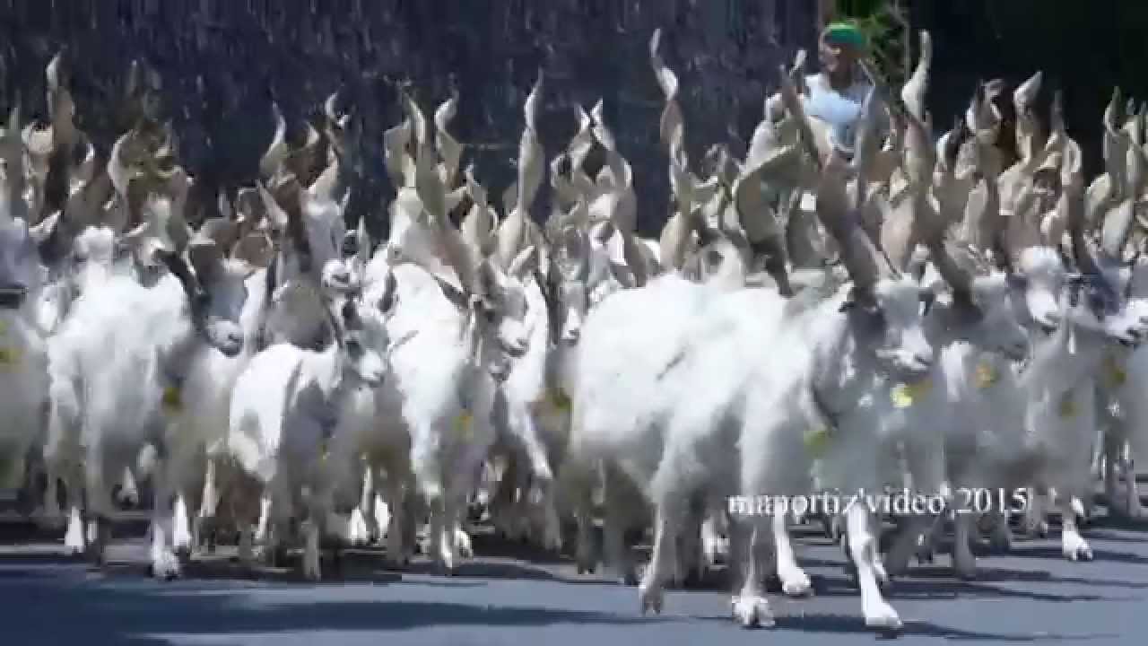 Italian breeds of goats: Girgentana, Savelli di Norcia  @manortiz46az
