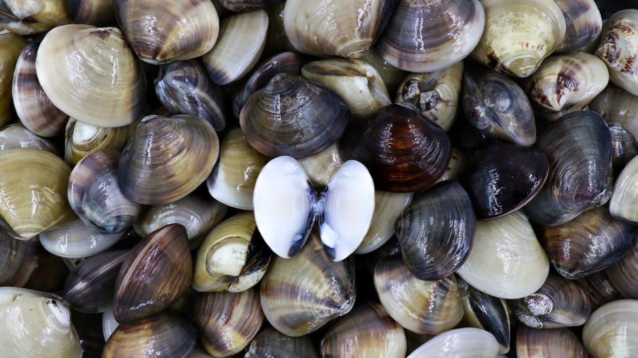 The Frugal Gourmet Presents- CLAMS