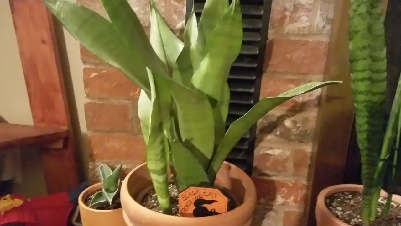 Houseplant Tour | Easy Indoor Plants |  Low Light Houseplants 🌱
