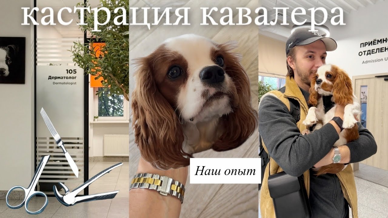 Кастрация кавалер кинг чарльз спаниеля: наш опыт и восстановление