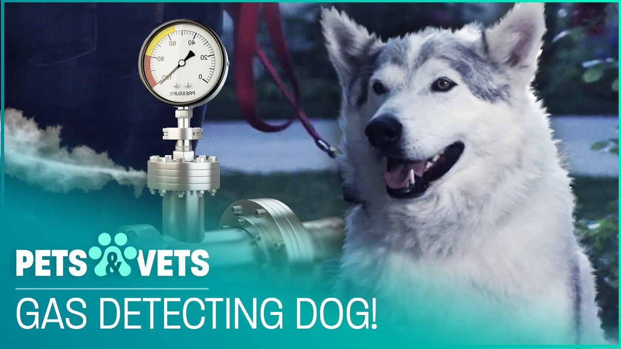 Brave Dog Rescues Family From Gas Leak | Pet Heroes