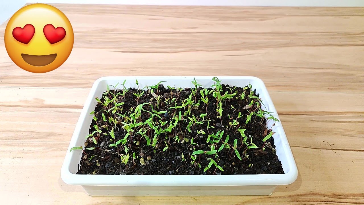 🌱 SEMILLEROS DE ARCE PALMATUM - BONSAI