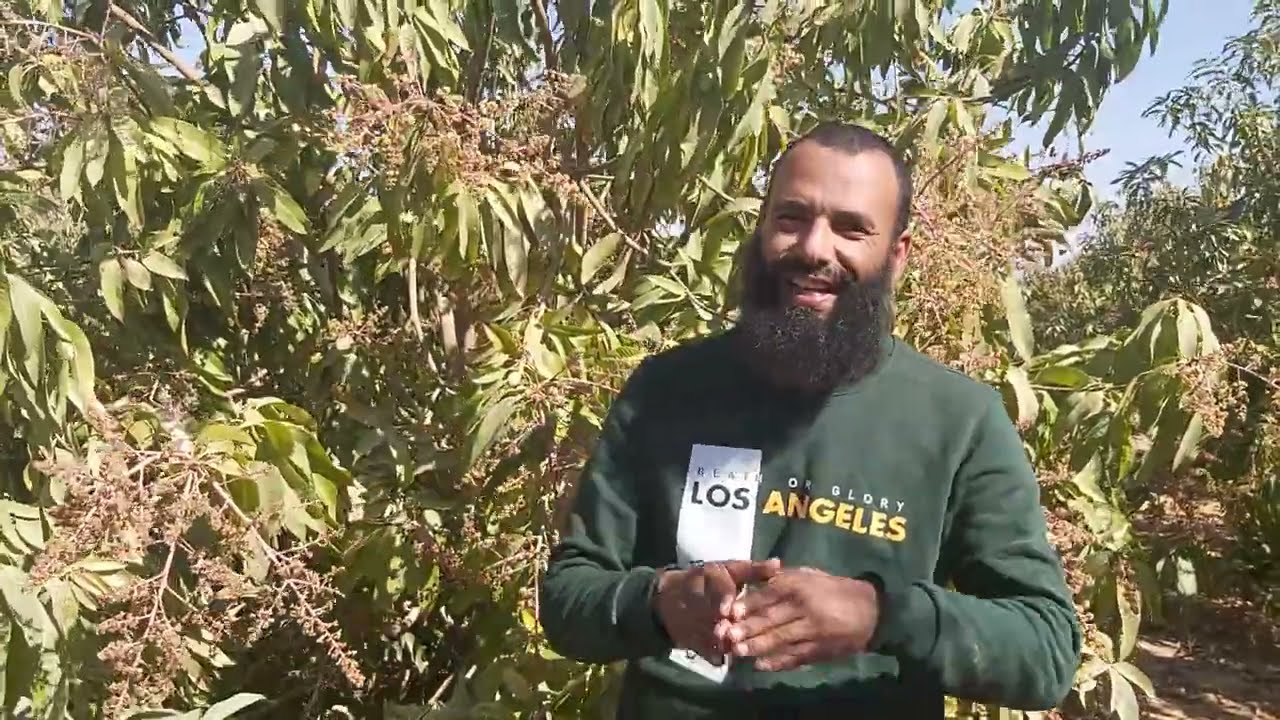 افضل صنف مانجو و اهم التوصيات الفنيه بعد تمام العقد واتس 01022222527