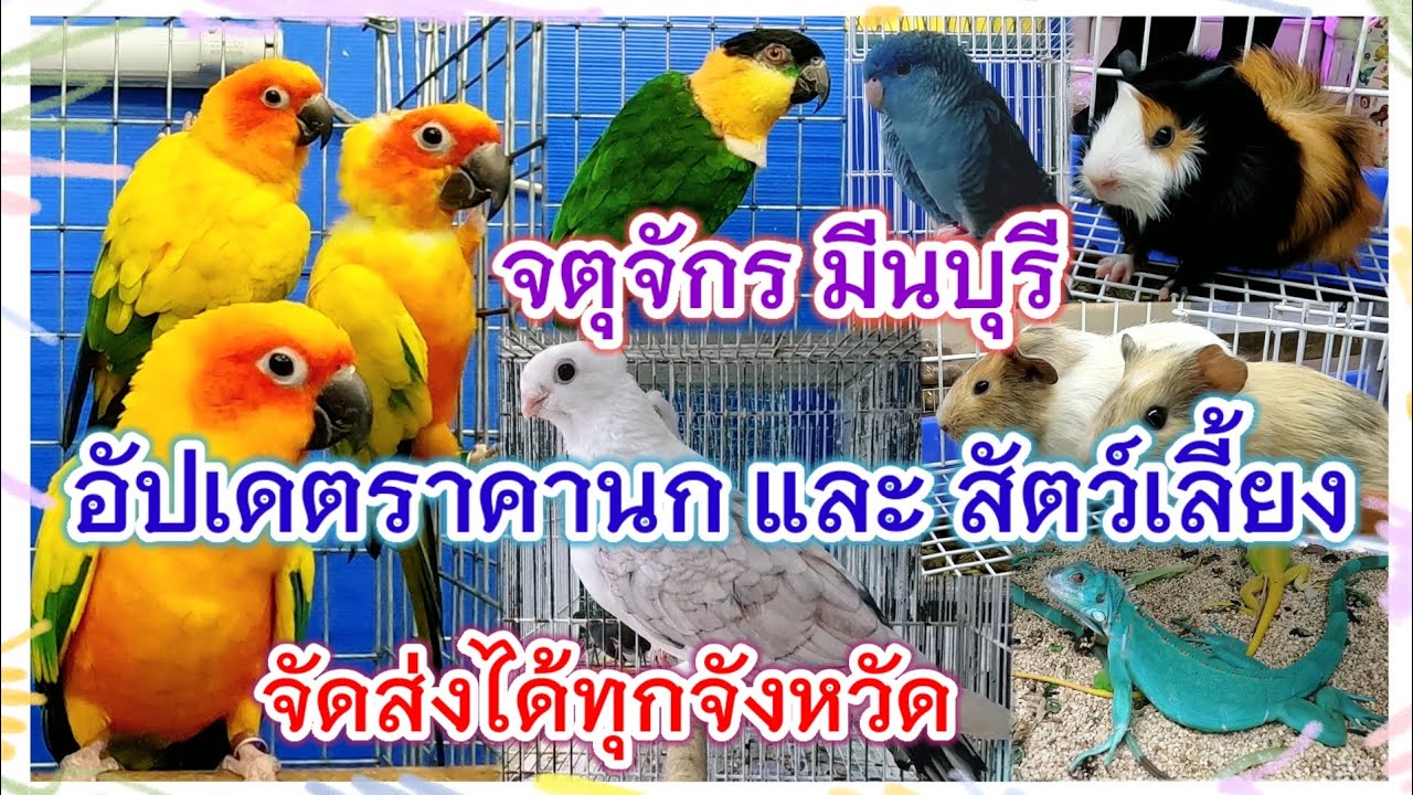 อัปเดตราคานก และสัตว์เลี้ยง จตุจักร มีนบุรี จัดส่งได้ทุกจังหวัด ร้านไอซ์