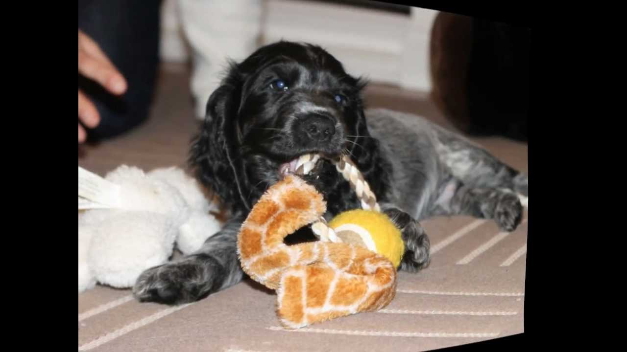 Oscar our blue Roan Cocker Spaniel puppy.