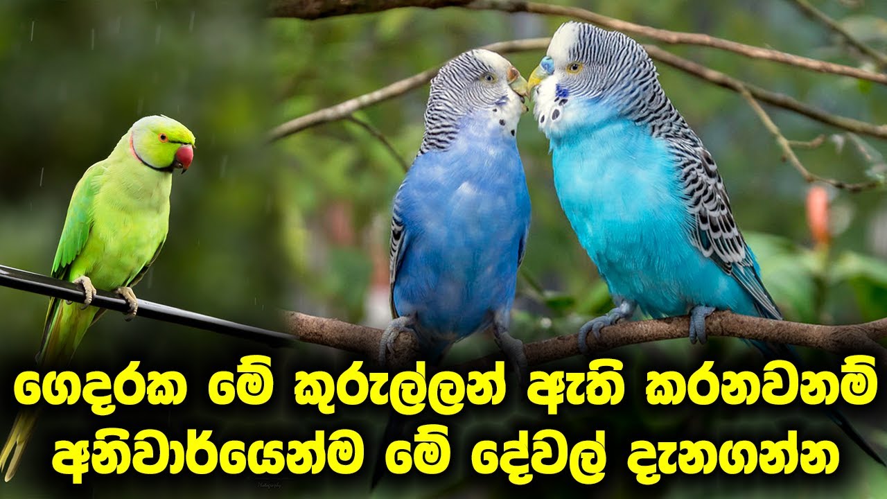 ගෙදරක මේ කුරුල්ලන් ඇති කරනවනම් අනිවාර්යෙන්ම මේ දේවල් දැනගන්න  | Top 7  Most Popular Pet Birds