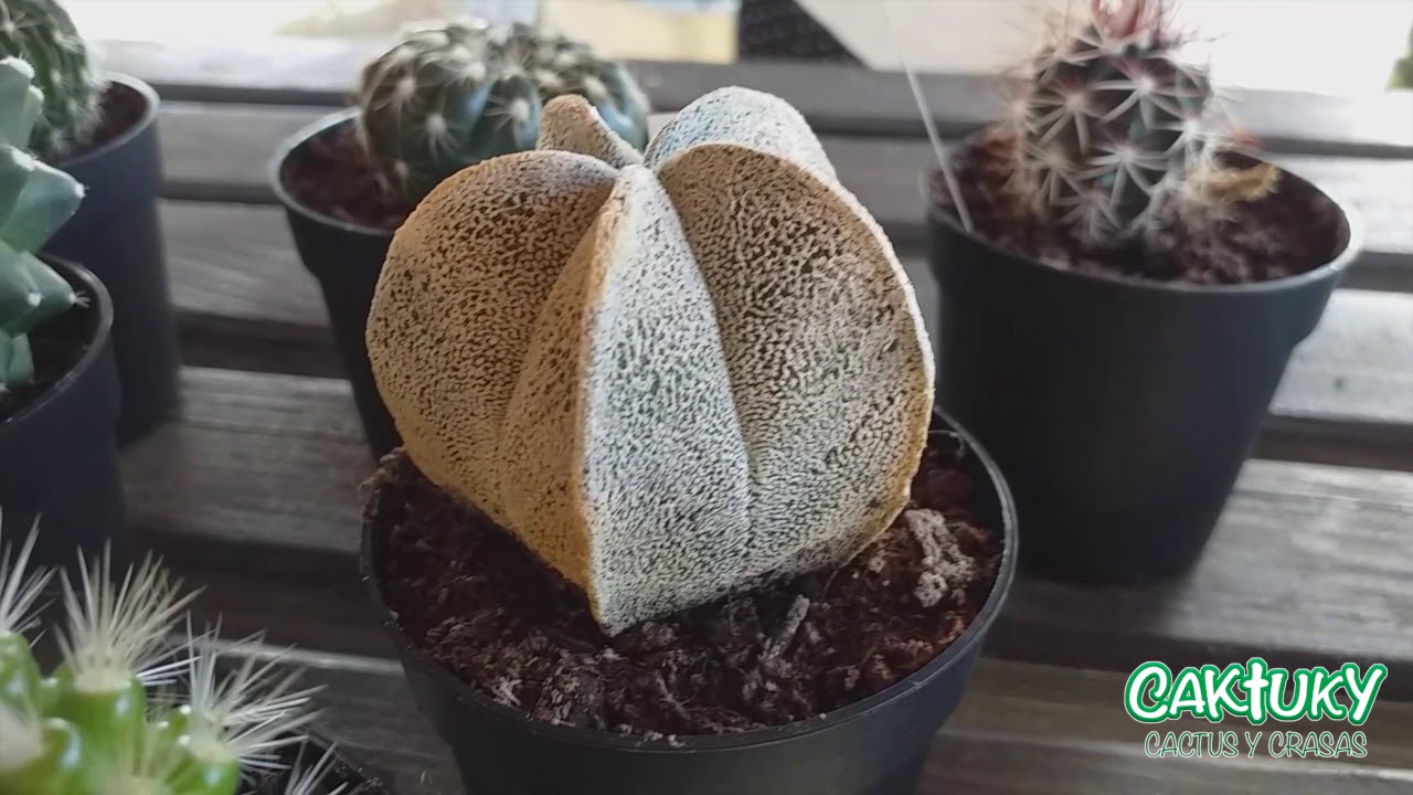 Cactus para Coleccionistas. Julio 2019 | Caktuky