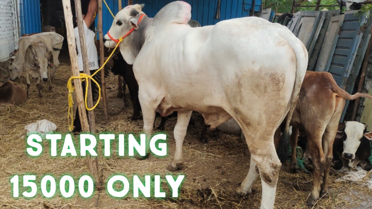 ghareeb ka shauk | sabse saste bulls in Hyderabad at Ajwa cattle farm | biggest Ongole bulls in hyd