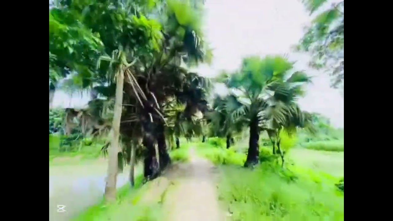 বুধাইর হাট মাদ্রাসা 🌹❤️‍🩹