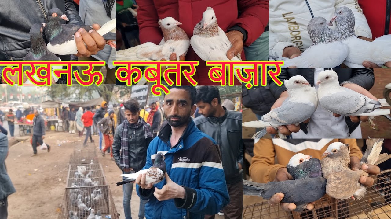 Lucknow kabootar market (Nakkhas) part-3 07-01-2024. Lucknow birds market. लखनऊ कबूतर बाज़ार