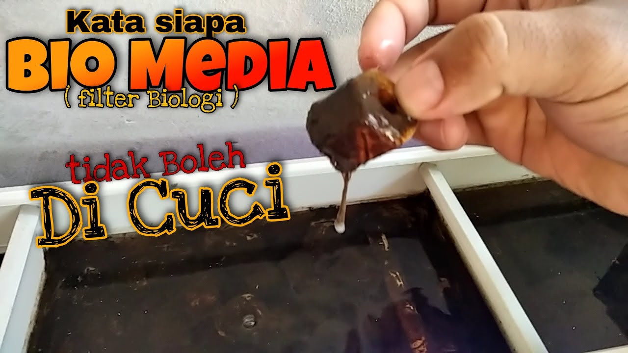 MEDIA BIOLOGI - APAKAH BOLEH DI CUCI ❓❓ - Sistem Filtrasi untuk Ikan Mas Koki