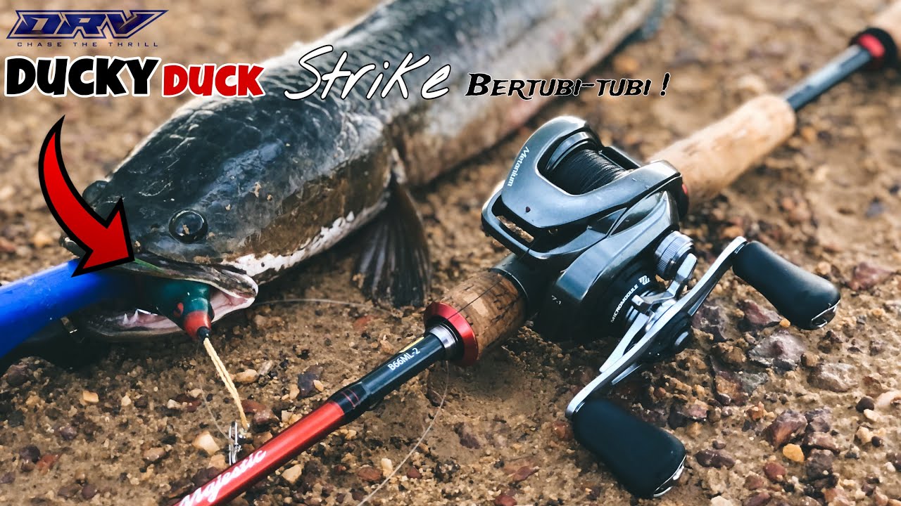 PESTA HARUAN | DUCKY DUCK | DRAVE | METANIUM MGL 2023 | vlog15 #dravefishing