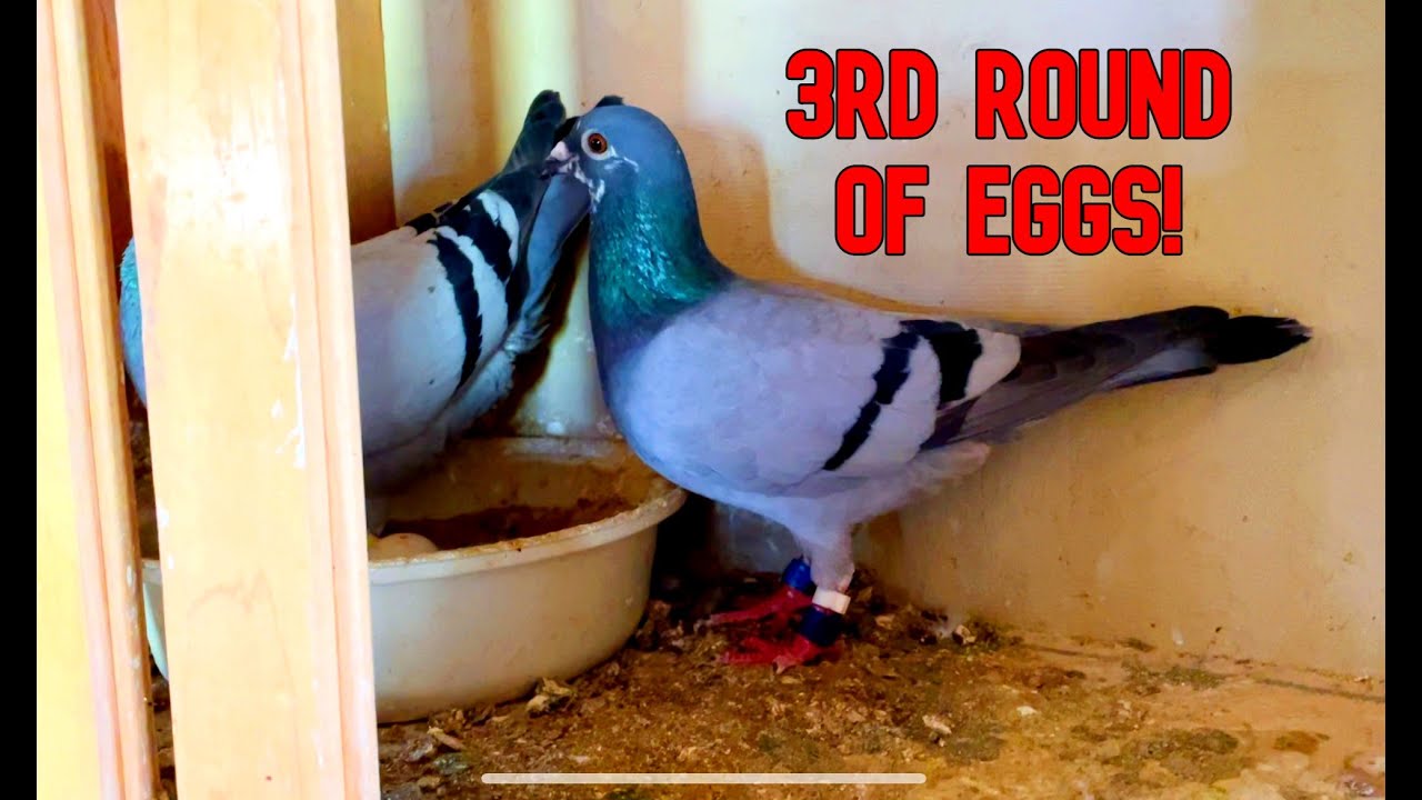 Installing New Raised Floors In The Pigeon Loft