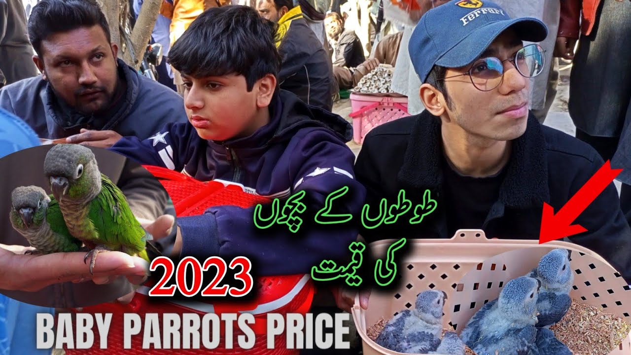 Baby Parrots Price | Sunday | Lalukhet Birds Market  | Raw Ringneck Grey Chicks