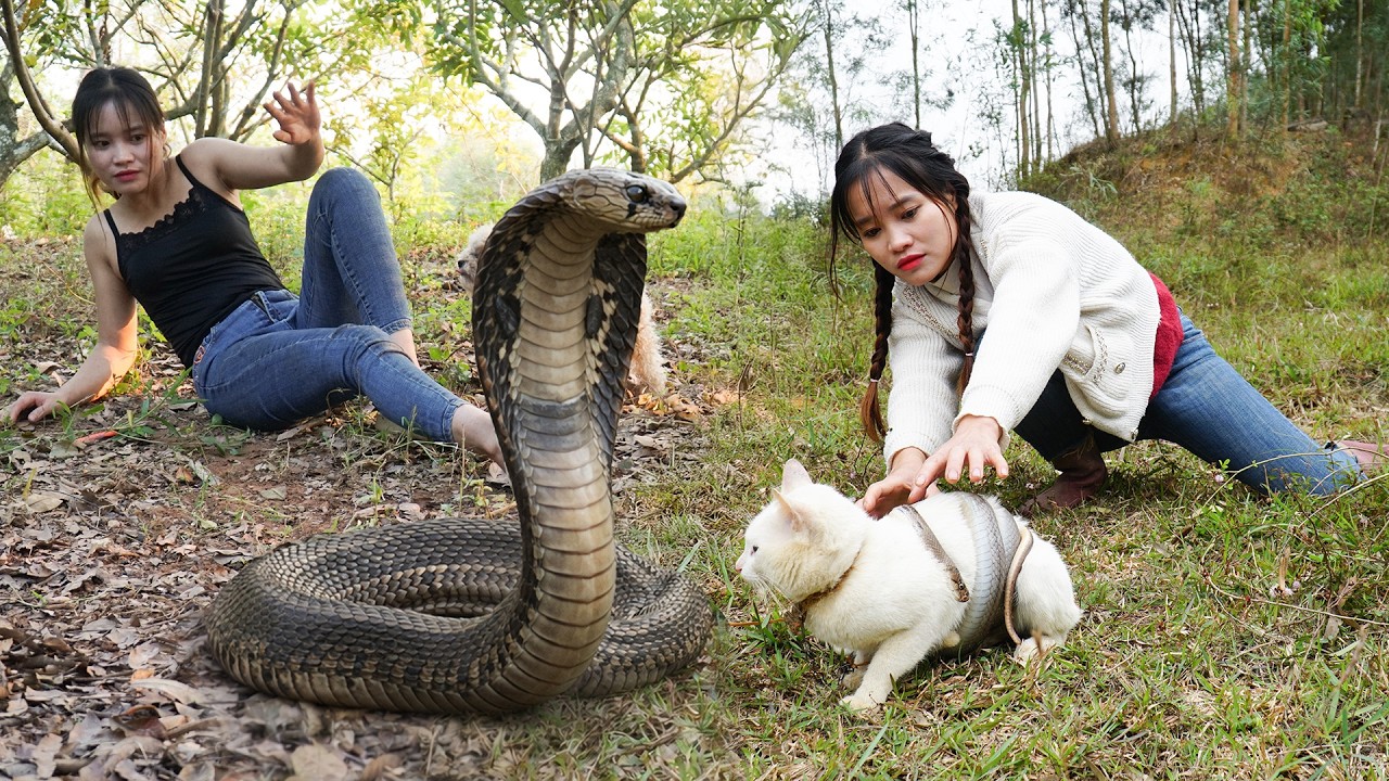 72 Hours Hunting Lagre Snakes – Discovering Giant Snake Nest While Harvesting Fresh Corn for Sale!