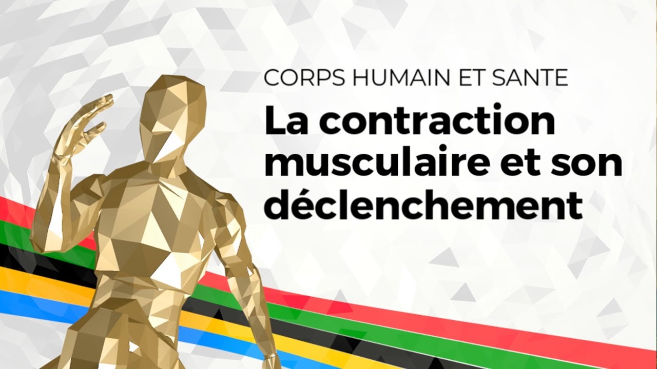 [eSVT] La contraction musculaire et son déclenchement