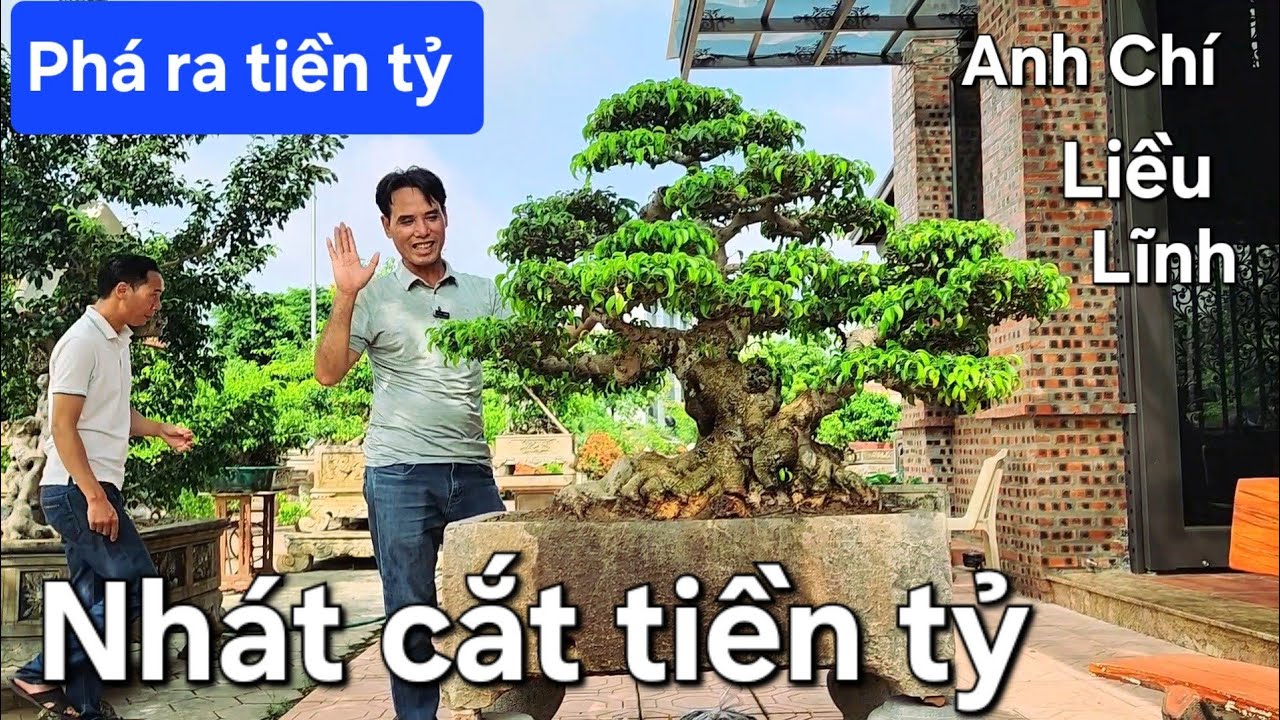 Anh Chí mua cây tiền tỷ về cắt luôn !.. Chủ cây sợ toát mồ hôi