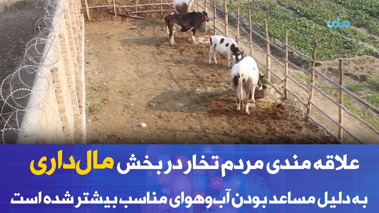 علاقه&zwnj; مندی مردم تخار در بخش مال&zwnj;داری به دلیل مساعد بودن آب&zwnj;وهوای مناسب بیشتر شده است