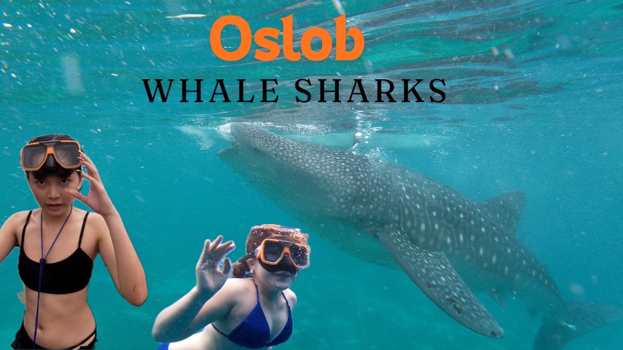 Oslob Whalesharks 3.0 with the daughters