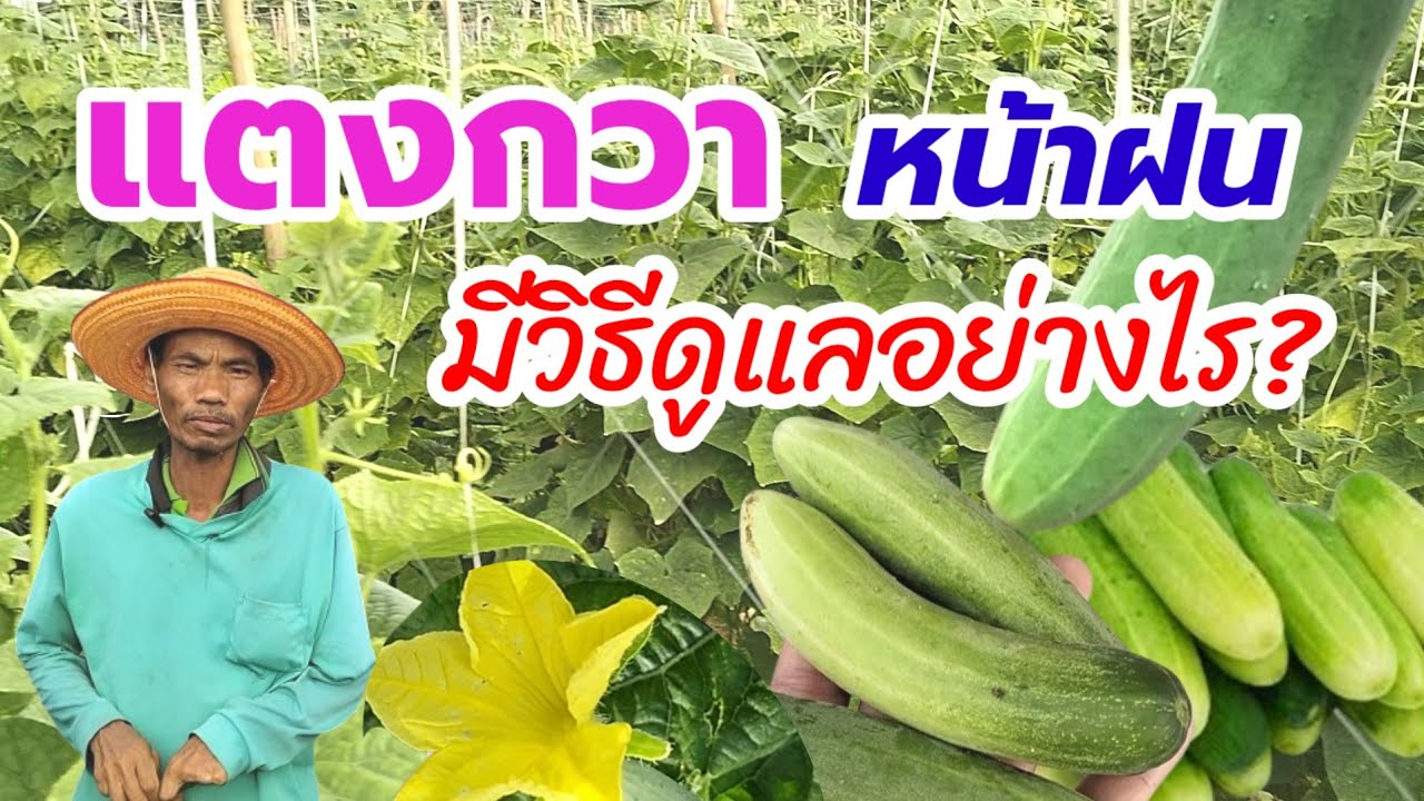 การปลูก แตงกวาหน้าฝน มีวิธีดูแลอย่างไร?