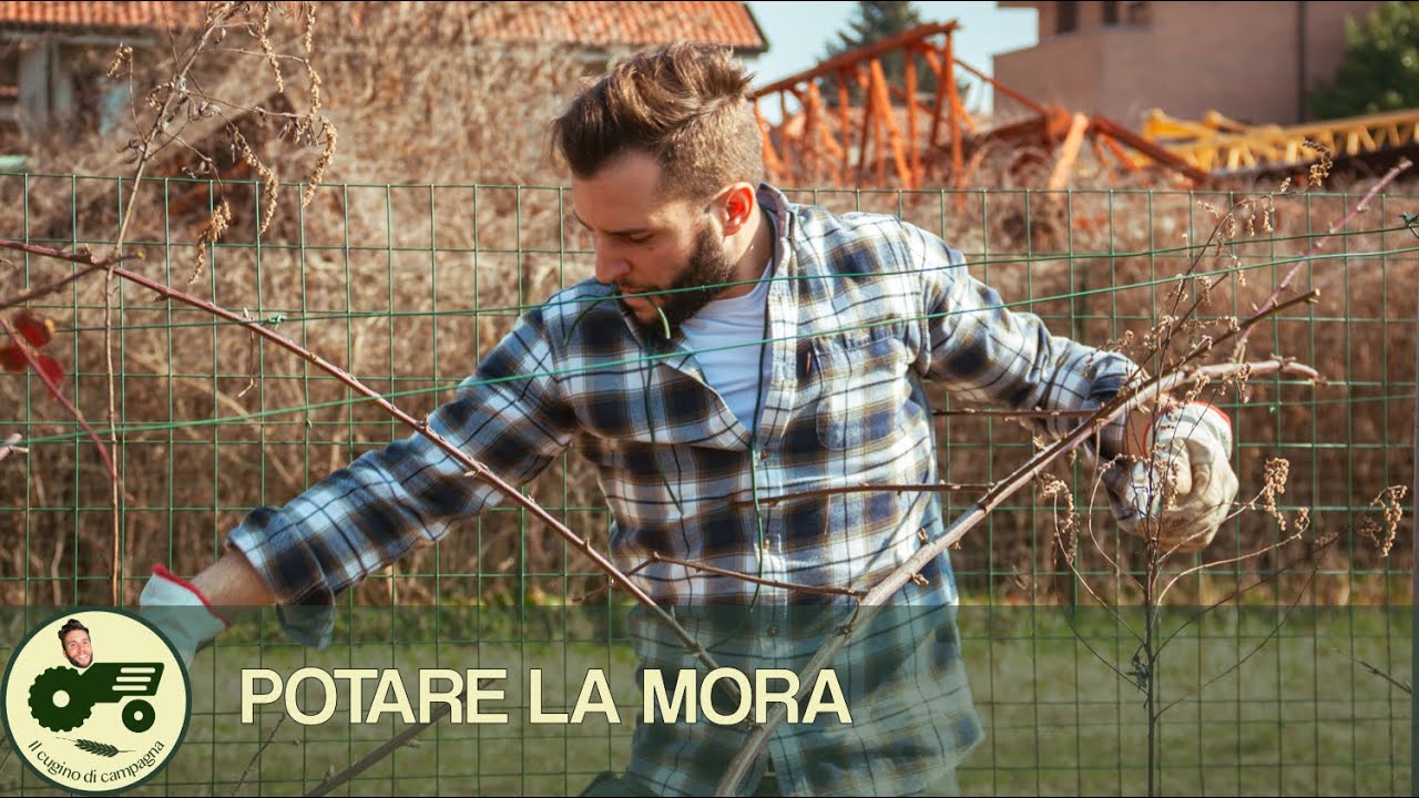 Potatura della mora - Il contadino Nick