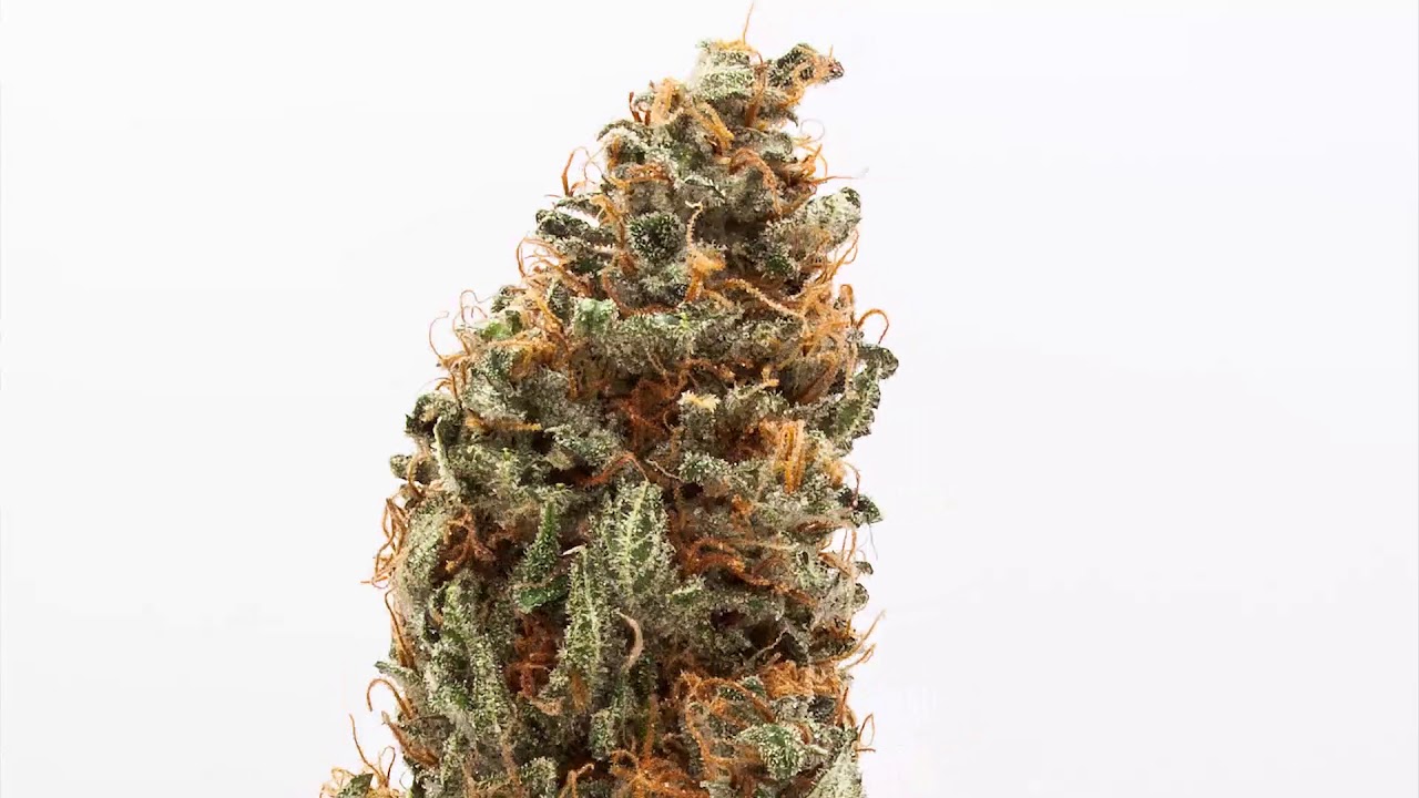 Chocolate Chunk🍫