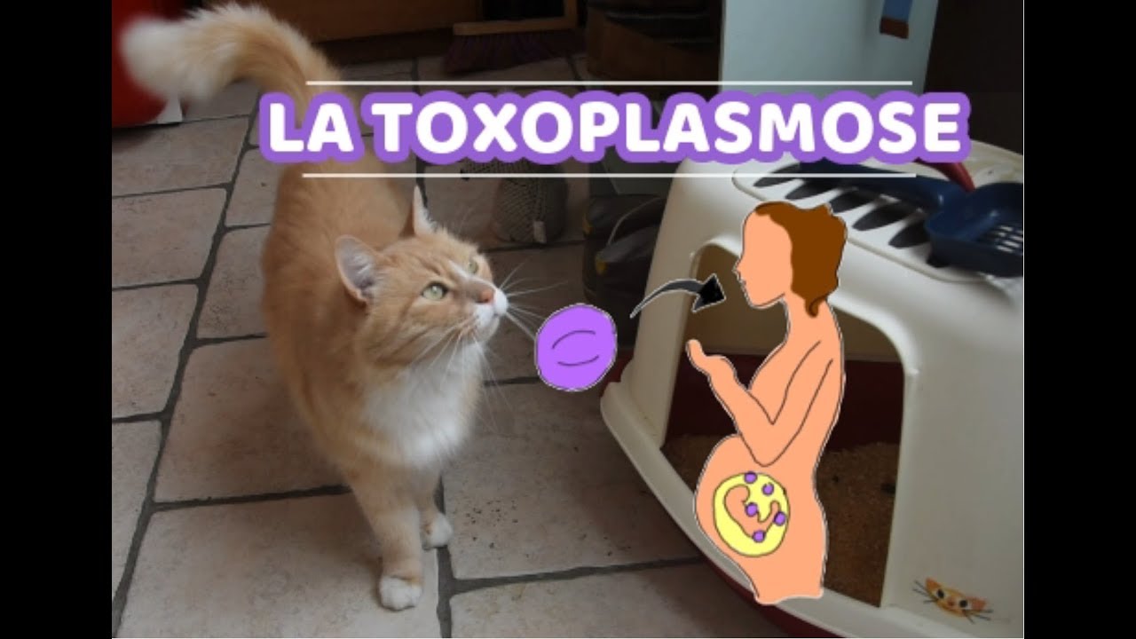 [Gnocky] La toxoplasmose : la femme enceinte et son chat