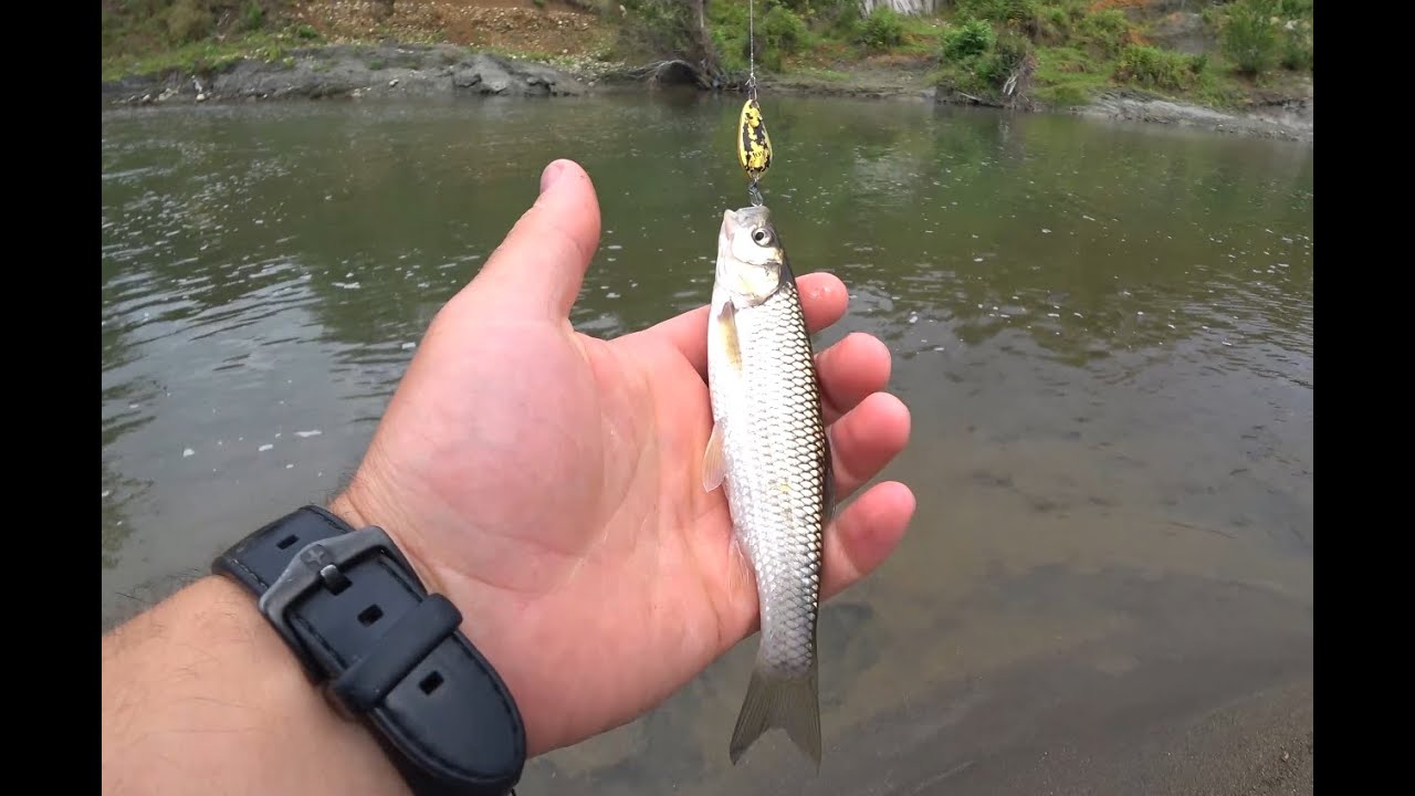 პირველი თევზაობა სპინინგით 🐟🎣 გურული ქაშაპები სოფელ აკეთში...🐟🎣 #თევზაობა #ქაშაპი #სპინინგი