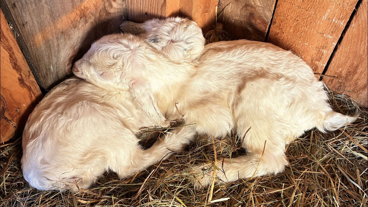 Meet Edmund and Lucy