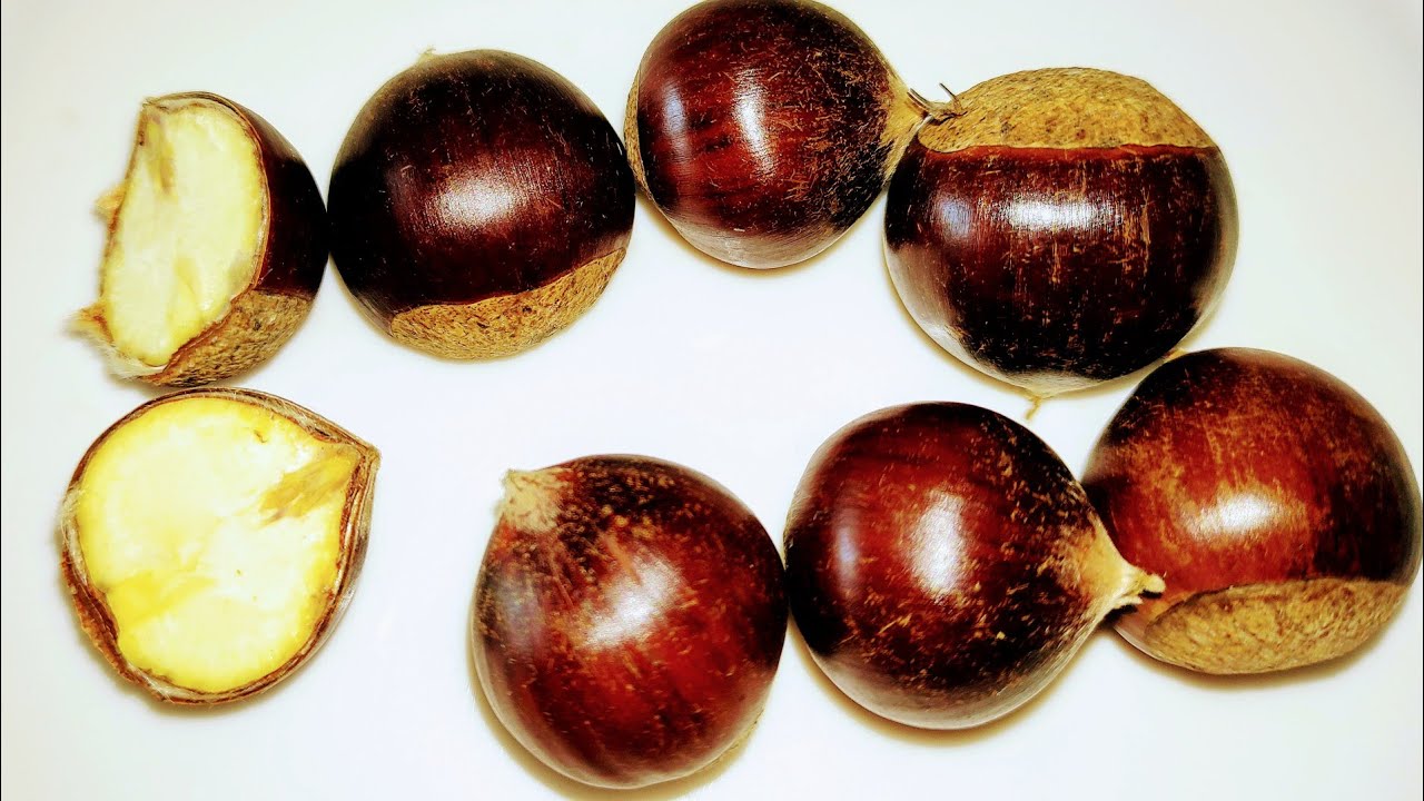 Chinese Chinquapin (Castanea henryi) - a one seeded Chestnut