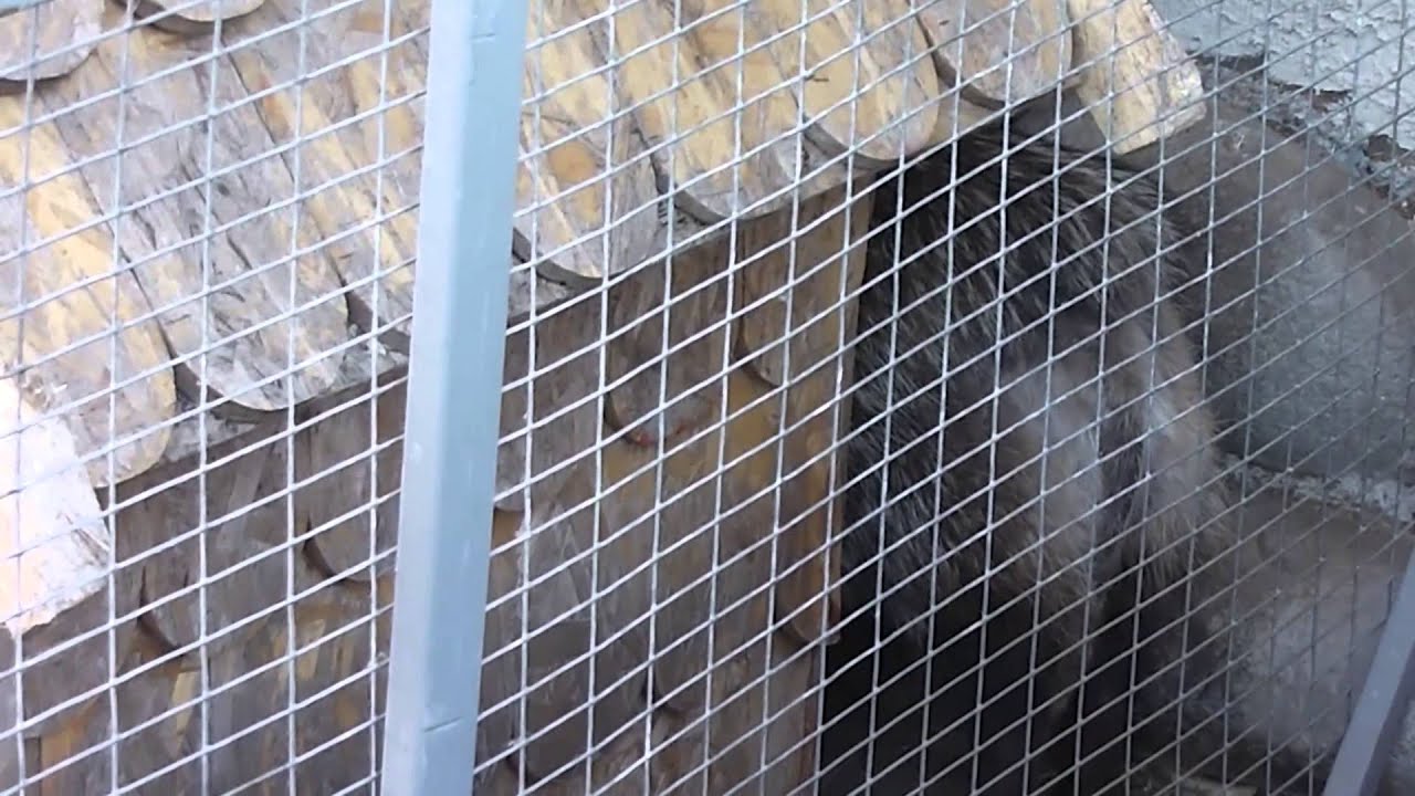 Зоо гринпарк Карелия в Киркколахти