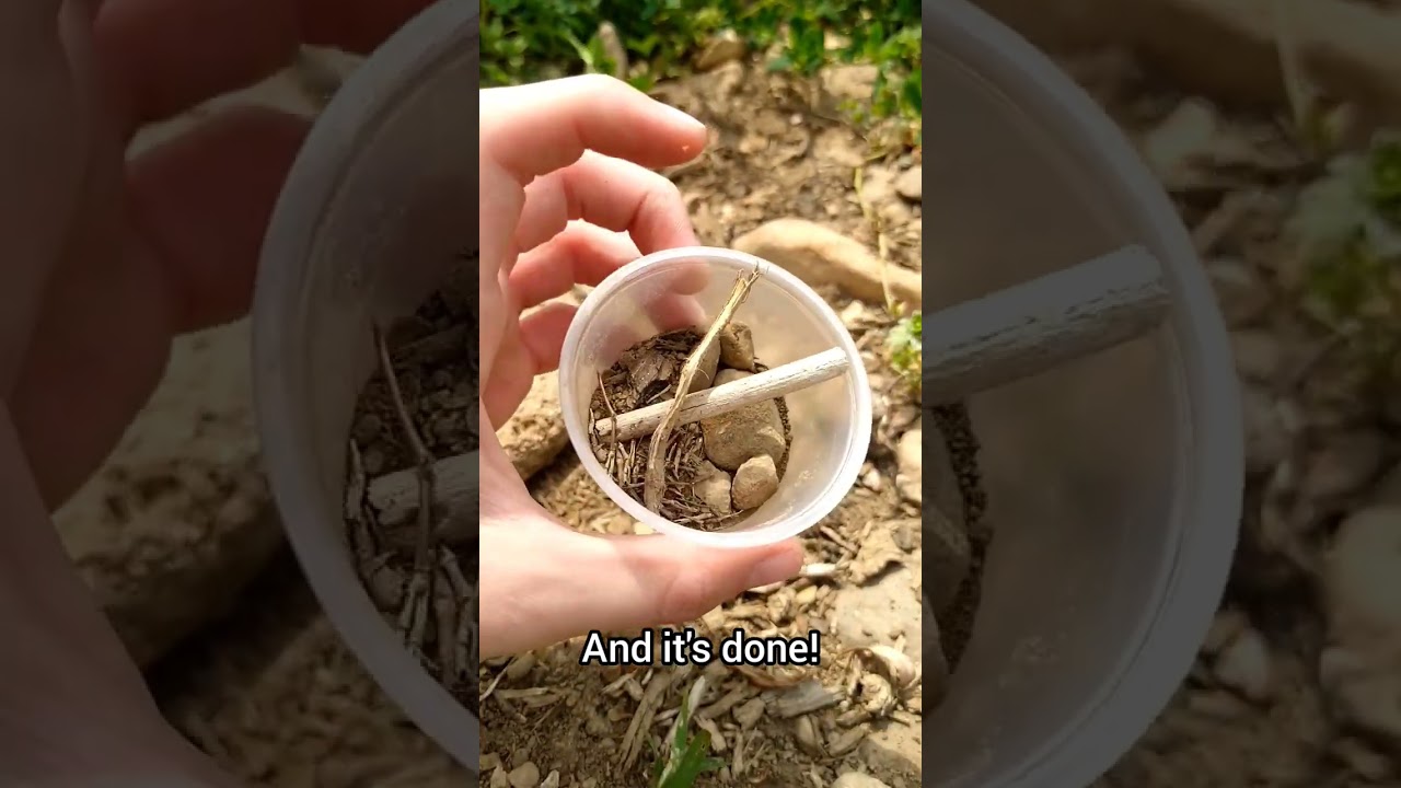 Making a tiny snail habitat! 