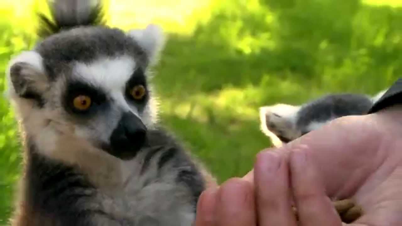 Wussten Sie schon? - Kattas