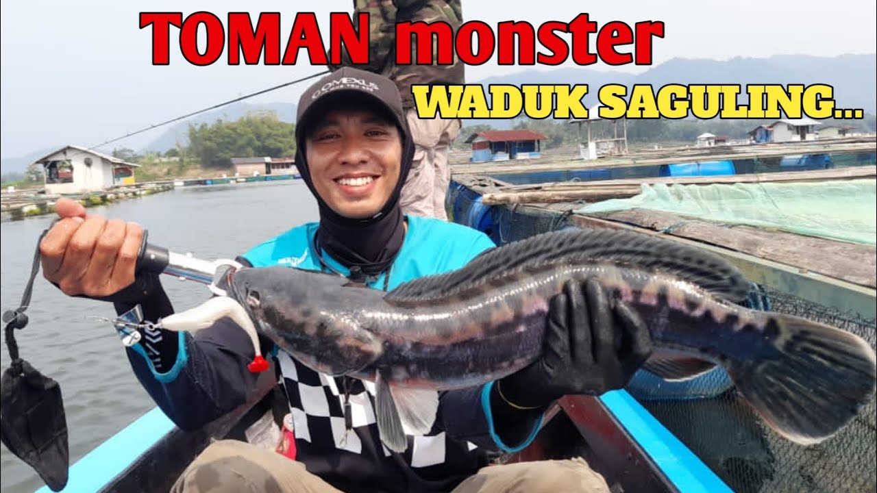 Monster TOMAN WADUK SAGULING sudah mulai bermunculan#castingtoman#waduksaguling