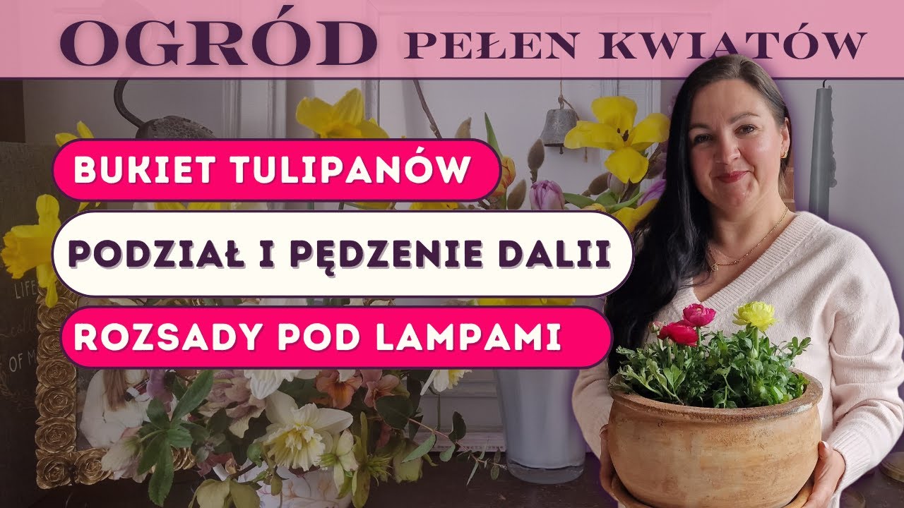 Pędzenie i podział karp dalii || Wiosenna kompozycja z tulipanów || Rozsady kwiatów pod lampami