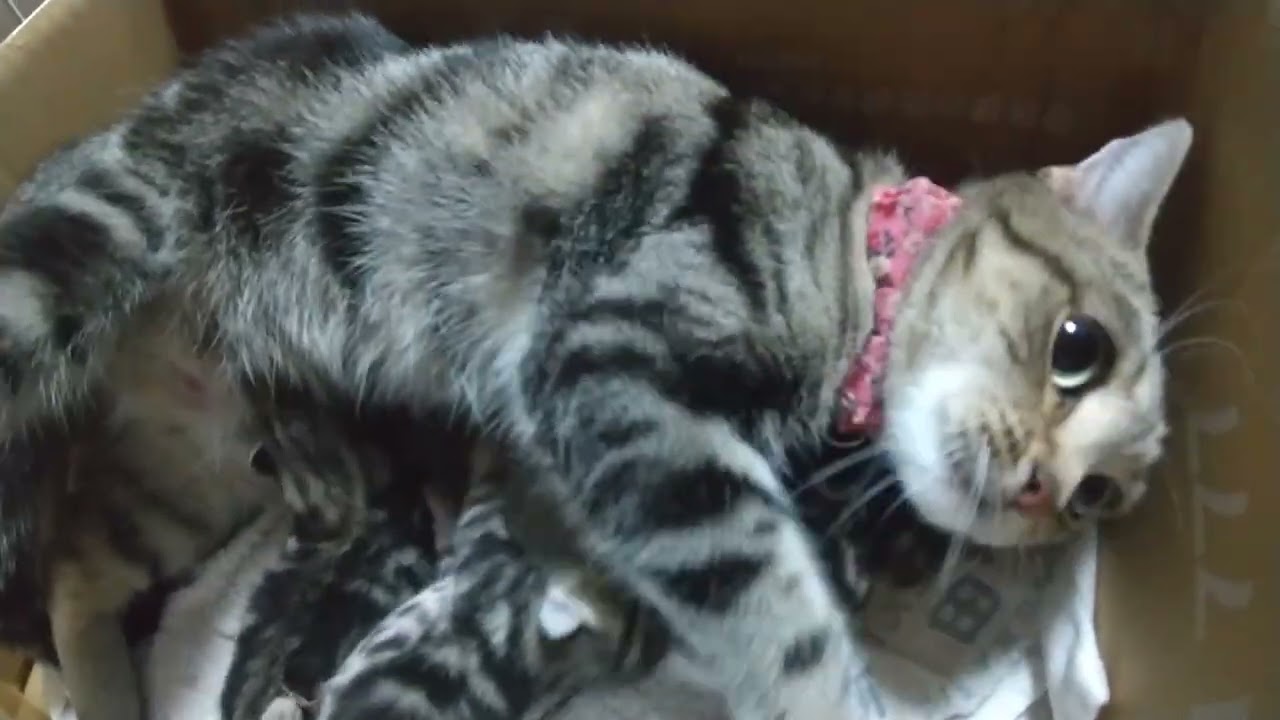 産まれたばかりの子猫