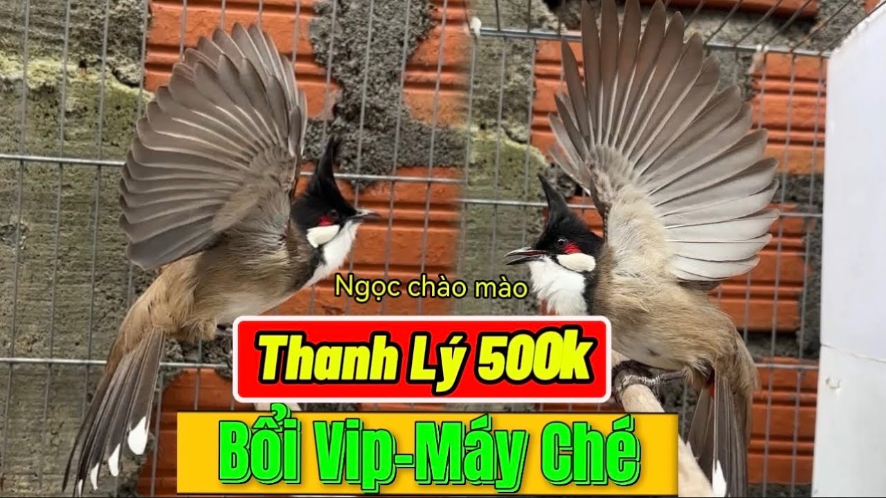 12/1 Siêu Phẩm Bổi Vip Cọp Dân Bản 5Tháng Lồng/Phách Chơi Xoè Mềm Nhậy Xoè/Siêu Ché Cực Gấu Chó