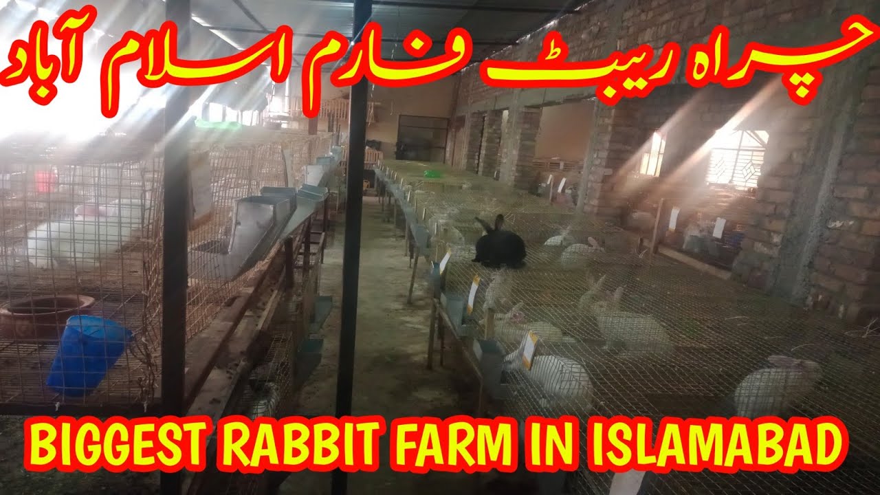 Chara Rabbit Farm Islamabad 2024