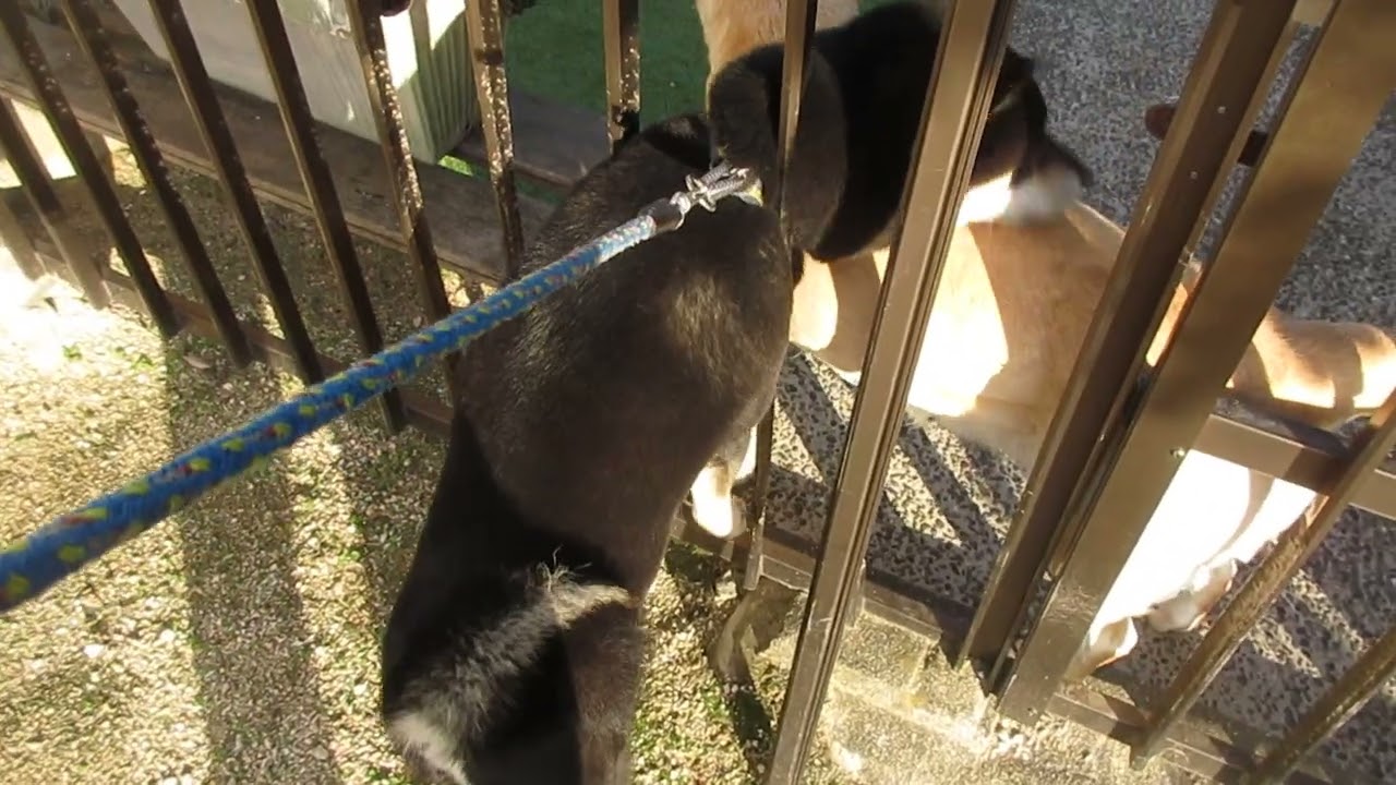 【オススメ】黒柴ワハハと笑える日々「柴犬と遊ぶ日々」2019.10.31