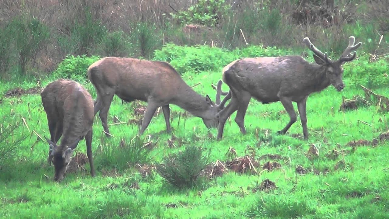 De mooiste dieren van vier dagen spotten in de Ardennen