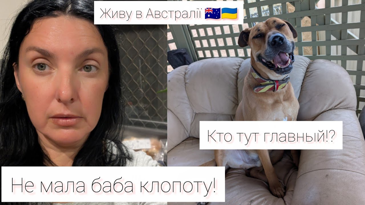 Живу в Австралии 🇦🇺🇺🇦 Не мала баба клопоту Рыжик совсем меня не слушает #австралия  #україна #жизнь 