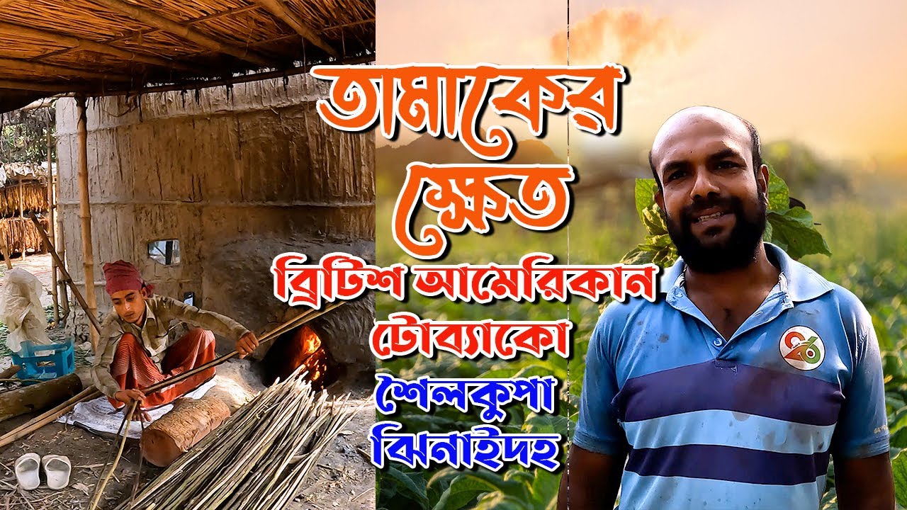 তামাক চাষের বাস্তবতা | Tobacco Farming & Processing | British American Tobacco Bangladesh