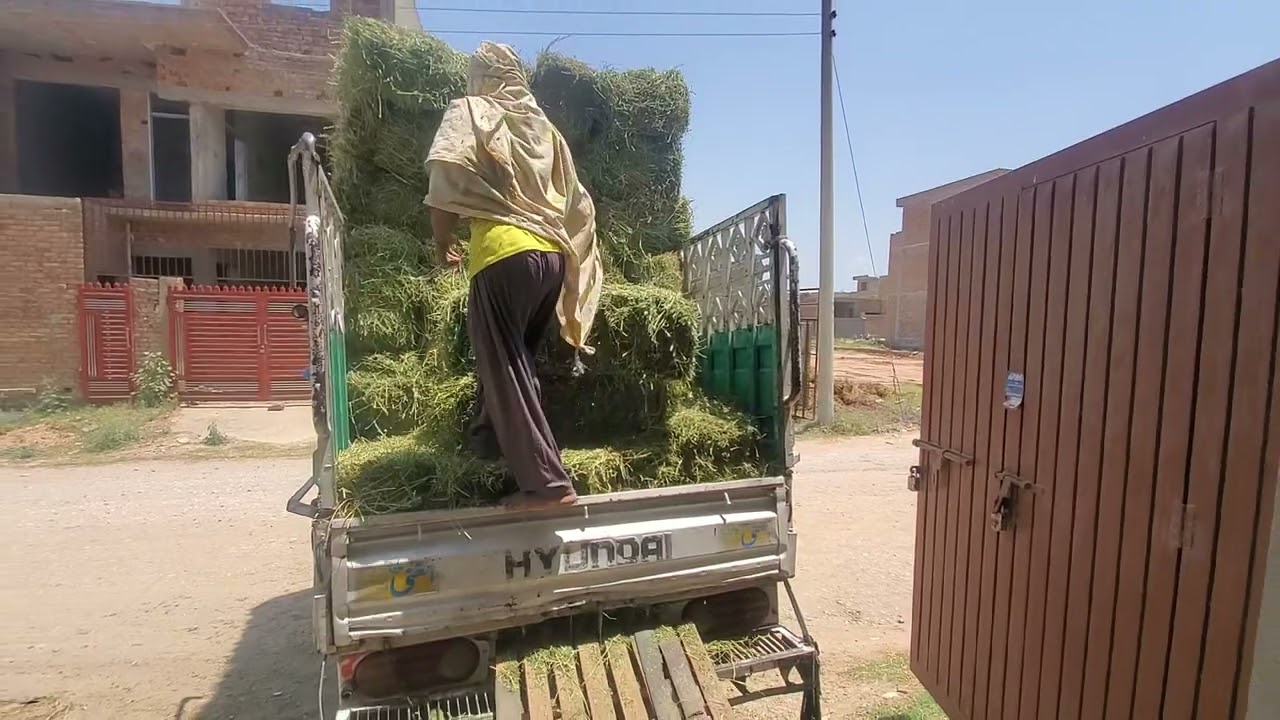 alfalfa hay in Rawalpindi isb sale 03220966288
