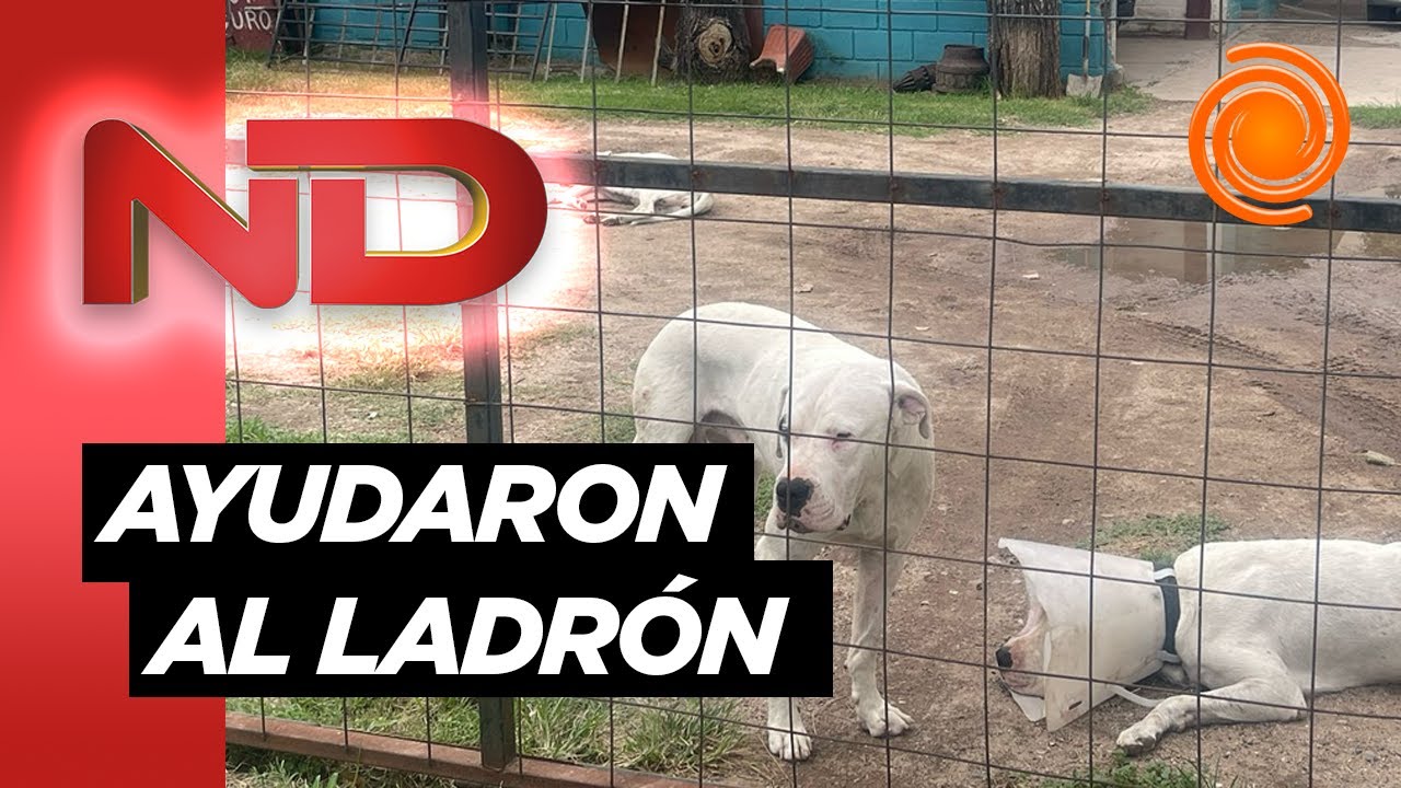 Cruz&oacute; la tapia para robar una casa, lo atacaron DOS DOGOS y lo termin&oacute; salvado la v&iacute;ctima