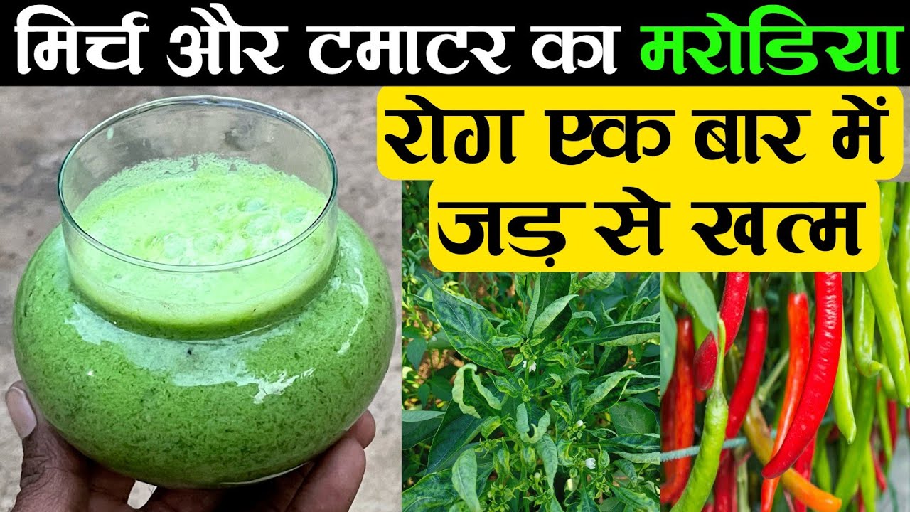मिर्च और टमाटर का मरोडिया रोग एक बार में जड़ से खत्म | Leaf Curl Disease Of Chilli Treatment