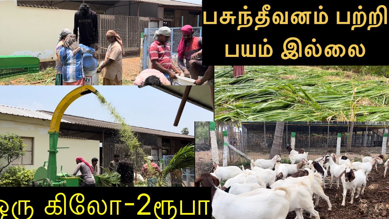 சூப்பர் நேப்பியர்ல சிலேஜ்!!super Napier silage|process of silage making…