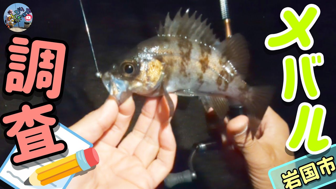 1月中旬釣行🎣岩国市ではメバルはどうなのか❓メバルが成長してるのか調査に行ってみた💨