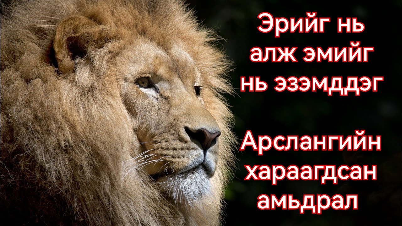 Majingilane арслангуудын амьдрал тэмцэл . Онц сонирхолтой Гоё түүх Goy tuuhuud 2024 mongol hel