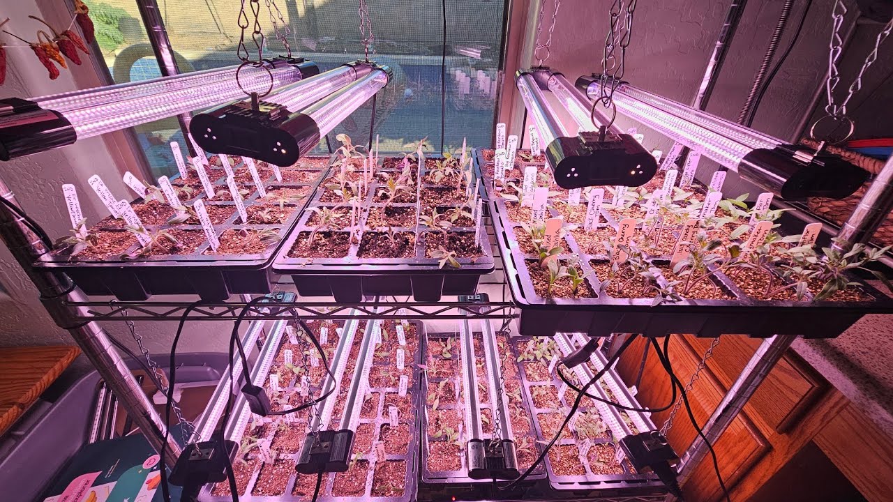 Tomato emergency! We need to get these babies separated 🍅 