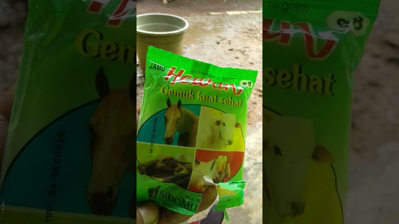 Jamu kambing gemuk kuat sehat#shorts